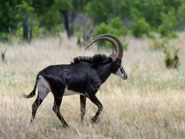 Sable-Antelope-Tanzania-Safaris Sable-Antelope-Tanzania-Safaris