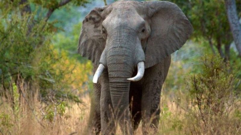 Hunting in tanzania Elephant-of-the-Selous