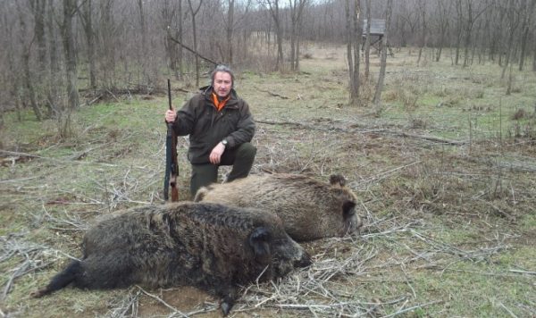 driven-wild-boar-hunting-romania