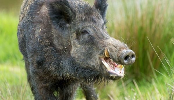 macedonian-wild-boar-hunting