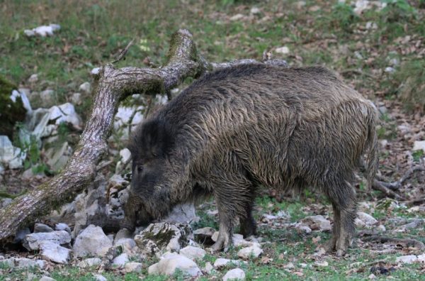 wild boar hunting