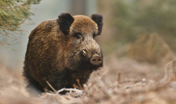 wild-boar-hunting-in-Romania