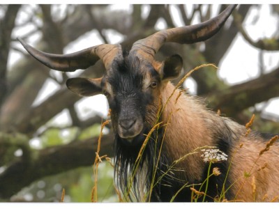 wild goat in new zeland