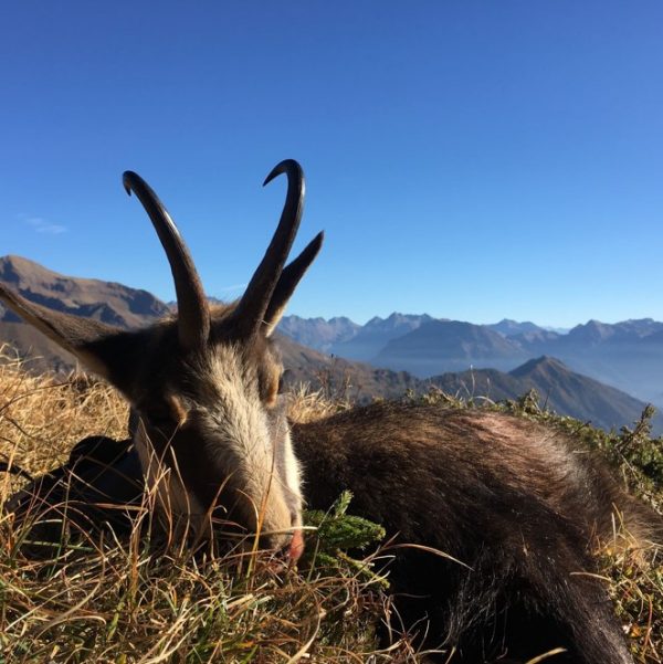 Hunting-Alpine-Chamois-in-Italy