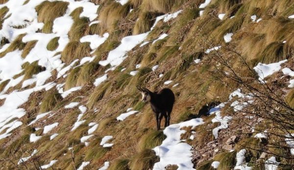 hunting-chamois-in-Italy