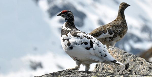 white partridges hunting in lapland