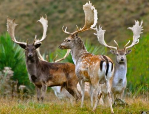 Deer hunting in Italy: the amazing Cascina Emanuele hunting estatePublished On: July 26, 2024