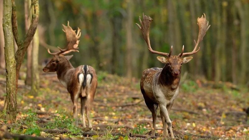 fallow-deer-hunting-dama-dama-in Italy