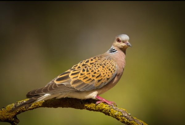 Tourtle Dove Hunting Argentina