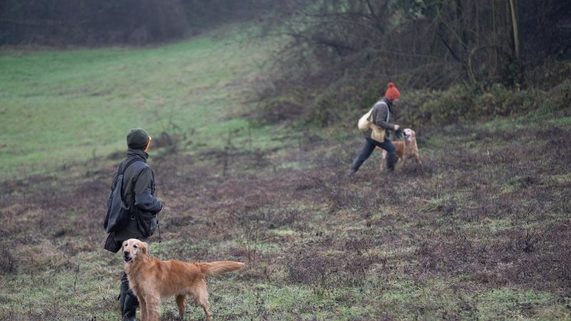 golden-retrivers-during-one-of-our-driven-hunt
