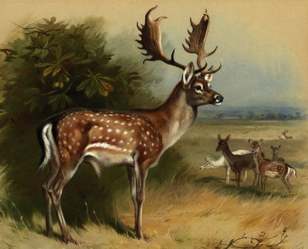 hunting fallow deer in italy