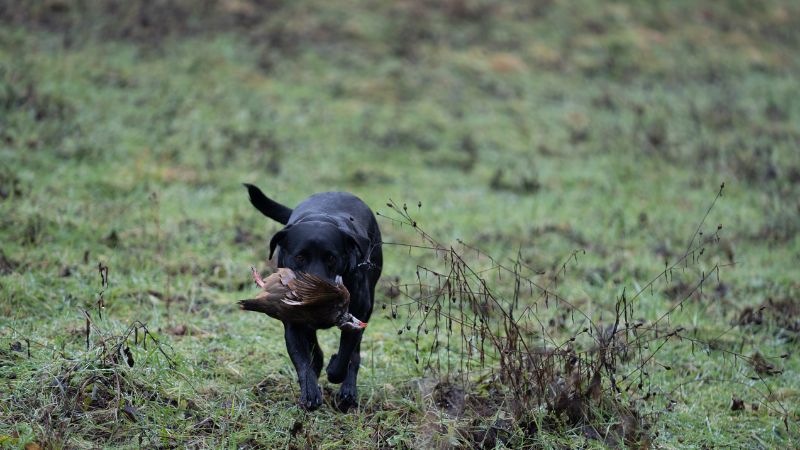 labrador retriving a pheasant during a driven hunt