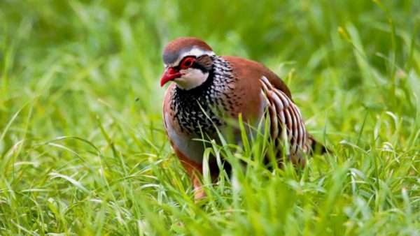 red-legged-partridges-Rivergaro-Italy