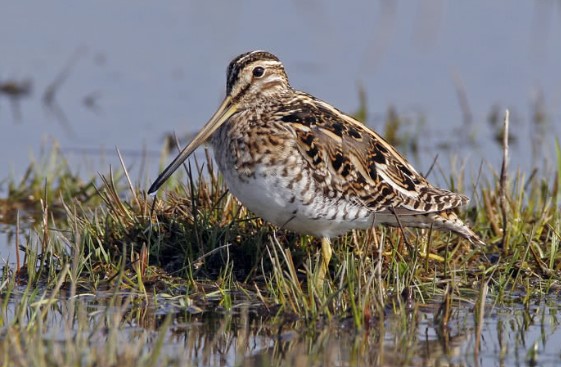 snipe-hunting-Argentina