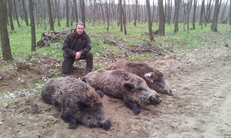 Three massive wild boars hunted in a driven hunt in Hungary