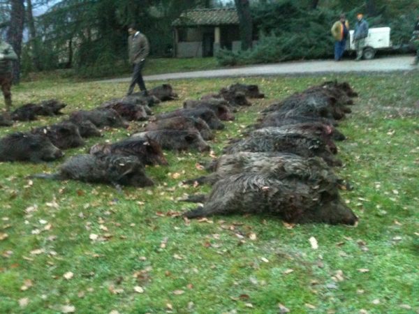 The tableu of a wild boar driven hunt