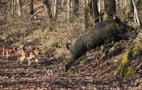 Hunds chasing a wild boar during a driven hunt