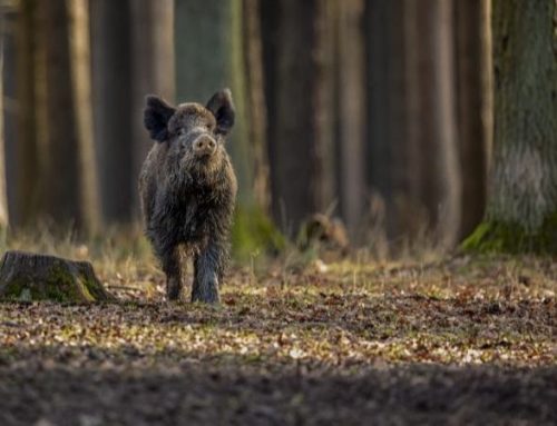 Wild boar hunting: the italian way