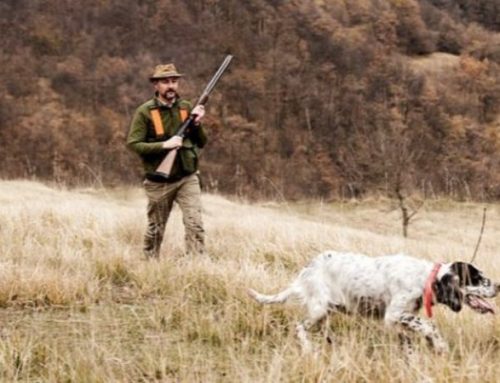 Ruffed Grouse and Scolopax Minor hunting in Canada