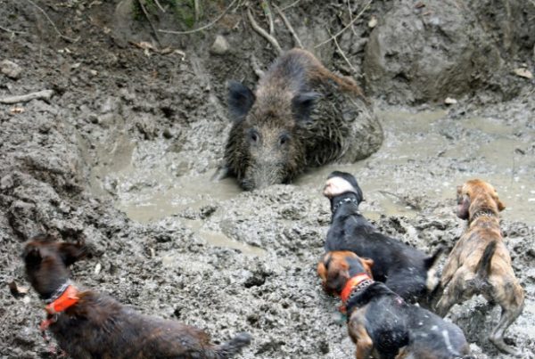 Maremman-hunds-stalking-a-wild-boar-in-Rivergaro