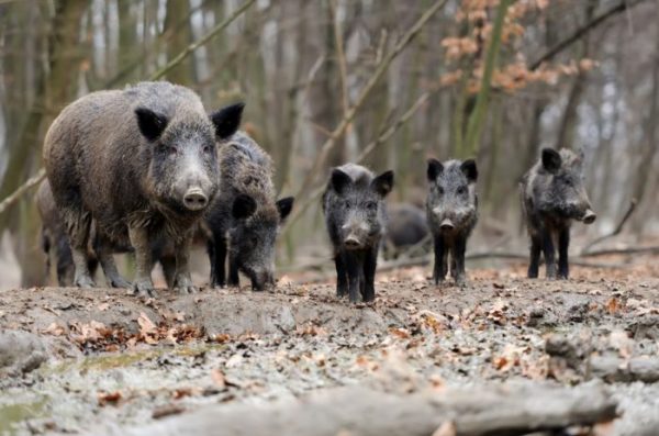 Wild-boar-female-with-puppies