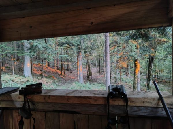 wild boar hunting from the hide