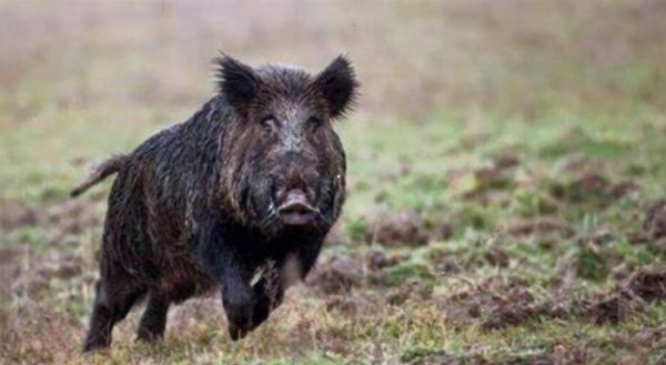wild boar running in a driven hunt