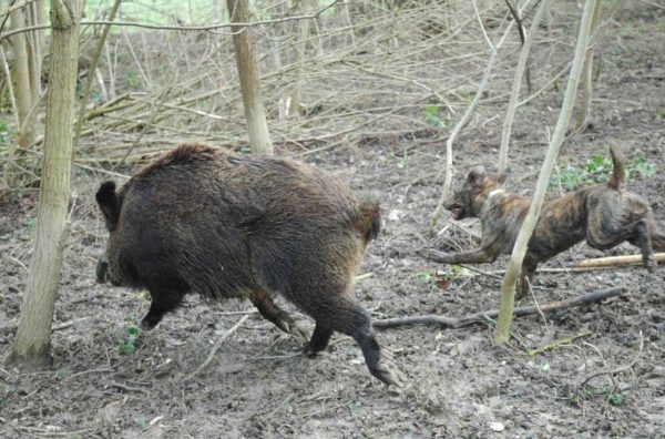 wilb boar stalked by a maremman hund