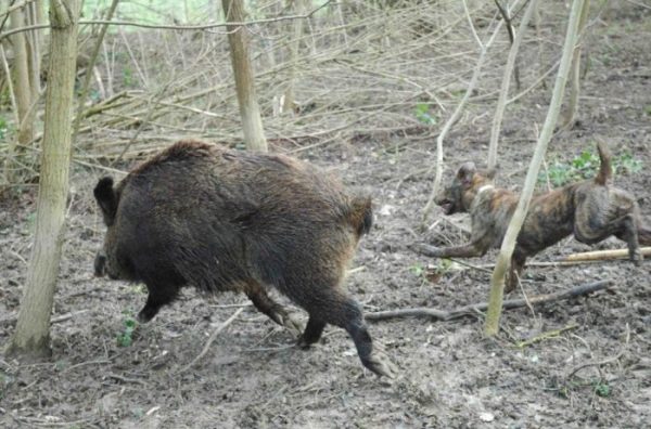 wilb boar stalked by a maremman hund