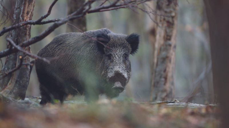 wild boar hunting in Italy Montefeltro