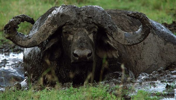A Dagga Boy in the mud