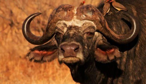 Hunting Buffaloes