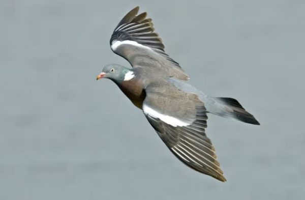 Wood pidgeon hunting spain