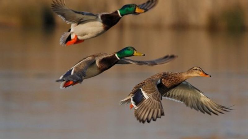 Mallards-hunting-ducks-in-Italy