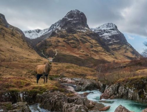 Red deer hunting: live a hunting dream in the green ScotlandPublished On: May 1, 2024
