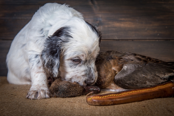 an english setter cub with an hunted duck