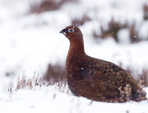 History of red-legged grouse’s hunting in EnglandPublished On: May 10, 2024