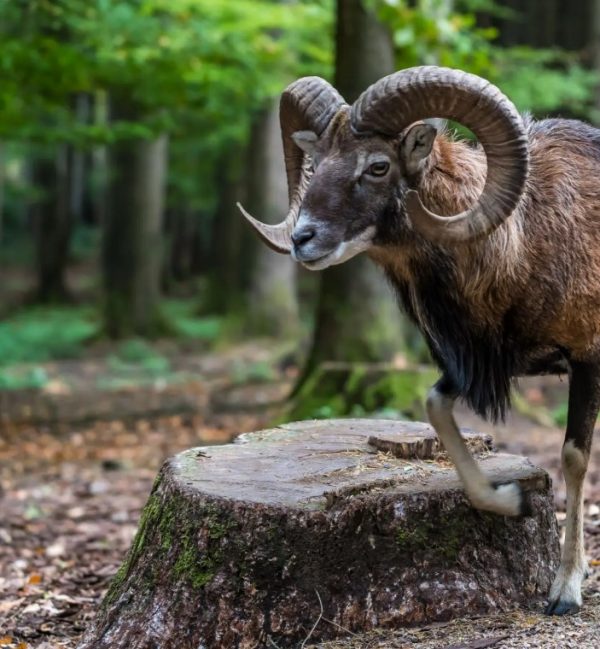 Armenian-muflon-in-the-iranian-muflon