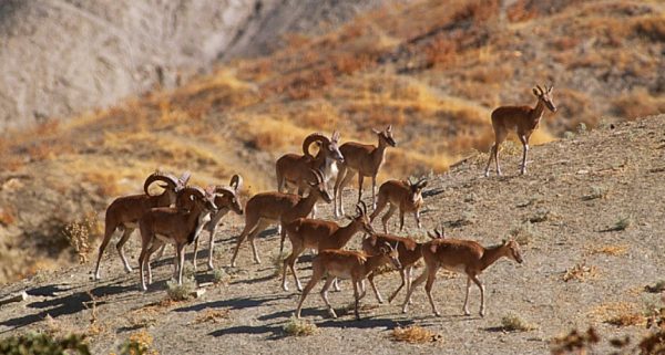 Herd-of-transcaspian-urial-Iran
