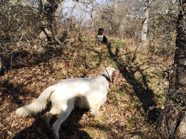 Hunting in Bulgaria