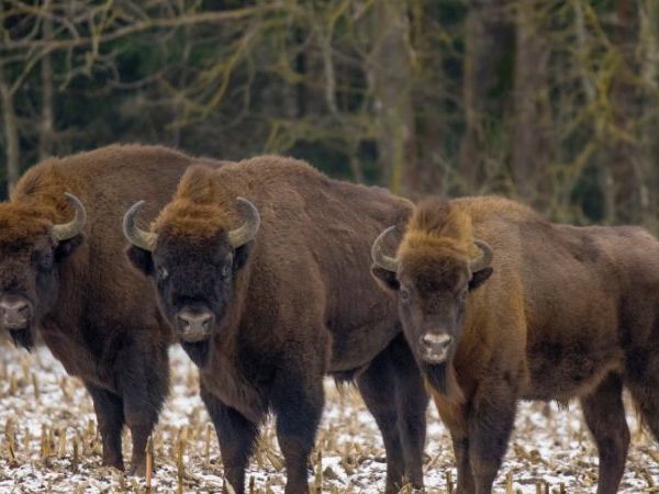 European bison hunting in Poland