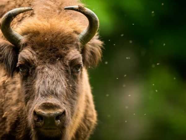 An example of European Bison in the Bielowieza Forest in Poland