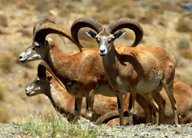 Esfahan-Muflon-hunting-iranian-sheep