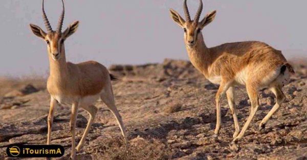 Jabeer Gazelle Iran