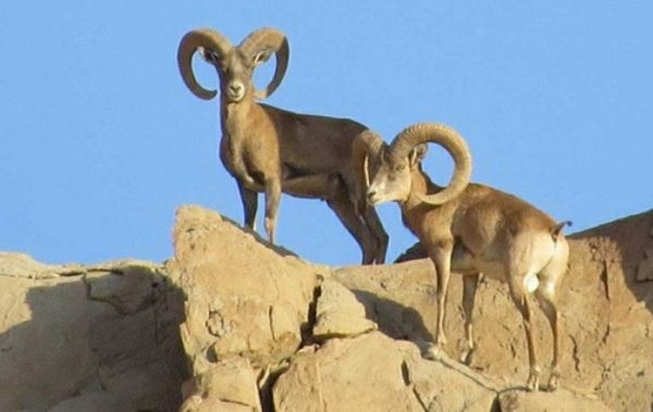 Kerman Sheep Hunt Iran