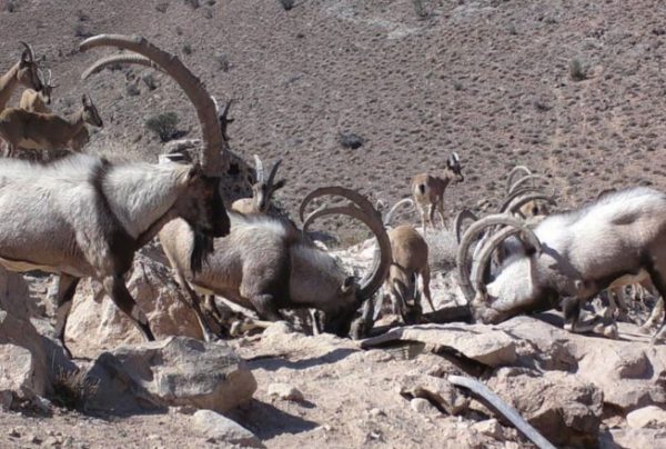 Persian-Ibex-safaries-Iran