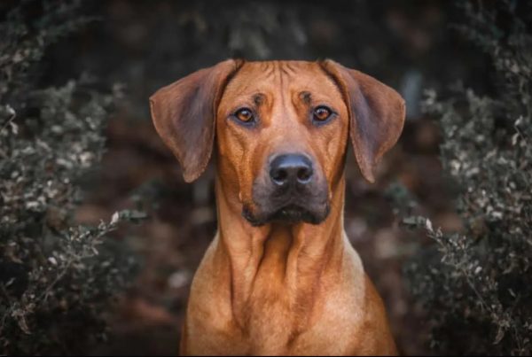 Rhodesian-Ridgeback-the-lion-dog