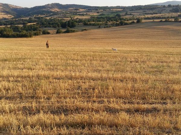 Quail hunting