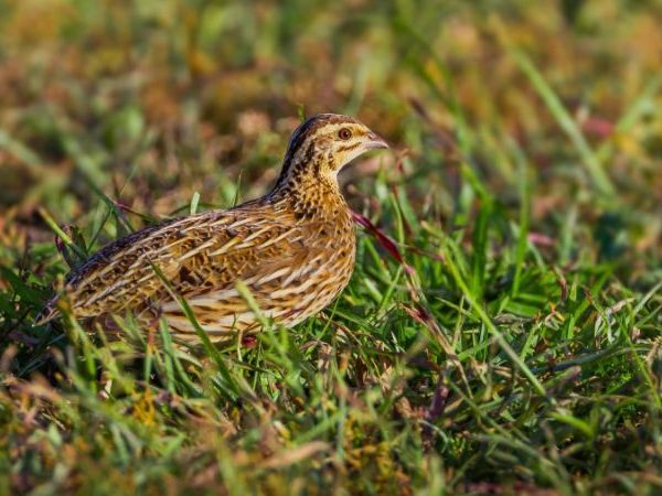 Quail Hunting in Macedonia