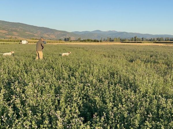 Quail hunting in Macedonia